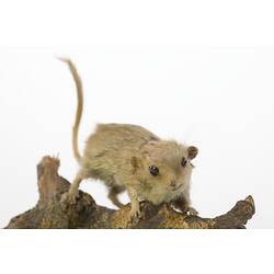 Taxidermied mouse specimen mounted on branch,