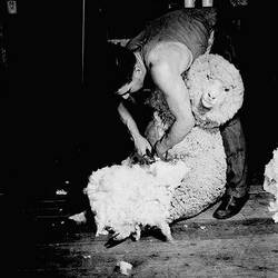 Negative - Shearing Sheep in a Shearing Shed, Swan Hill, 1959