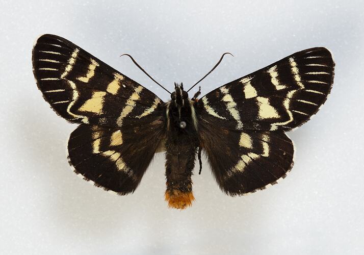 <em>Comocrus behri</em>, Mistletoe Moth, male. [HET 21783]