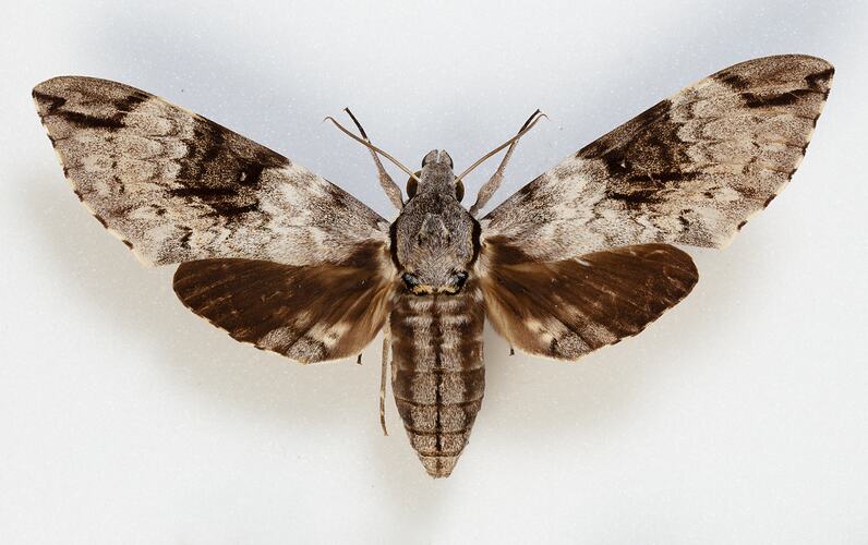 <em>Psilogramma menephron</em>, Hawk Moth. [HET 5078]