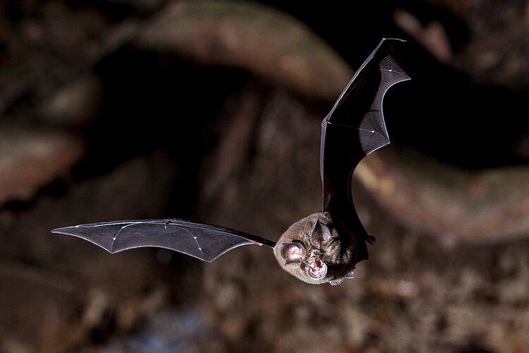 Bat in flight in a cave.