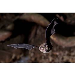 <em>Rhinolophus megaphyllus</em>, Eastern Horseshoe Bat