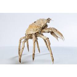 <em>Leptomithrax gaimardii</em>, Giant Spider Crab. [J 46721.4]