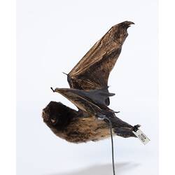 Side view of bat specimen mounted as though in flight.