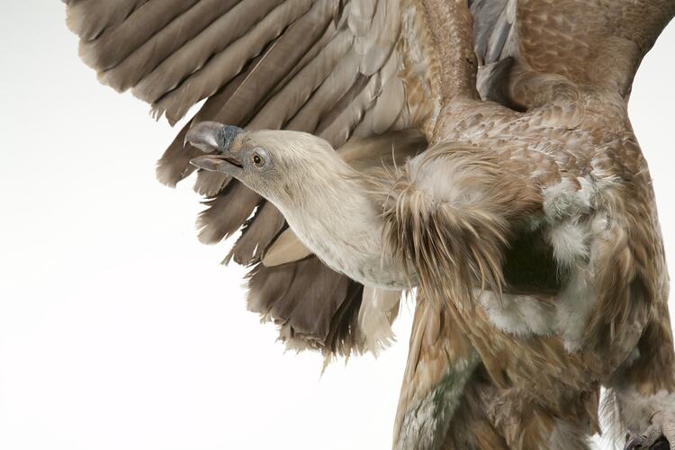 Detail of bald cream and brown mounted bird specimen.