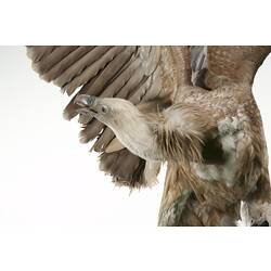 Detail of bald cream and brown mounted bird specimen.