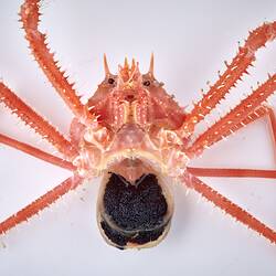 Red crab with long legs.