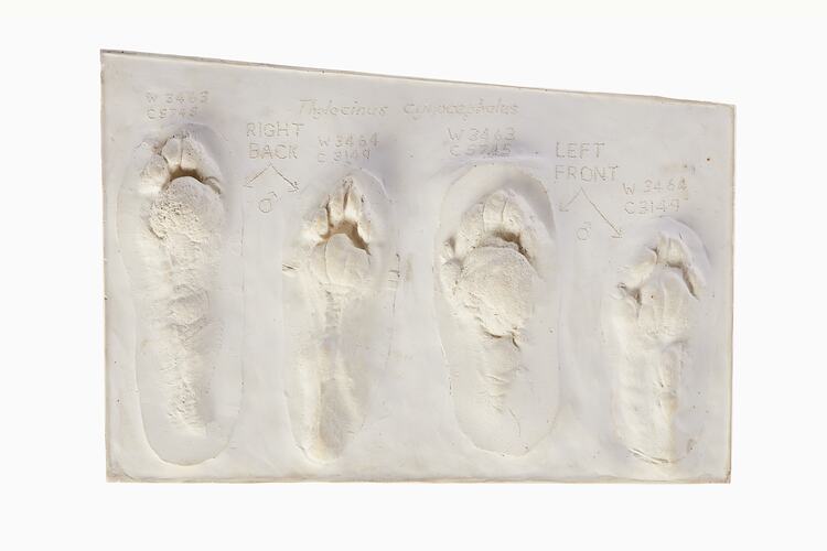 White plaster casts of the undersides of thylacine feet.