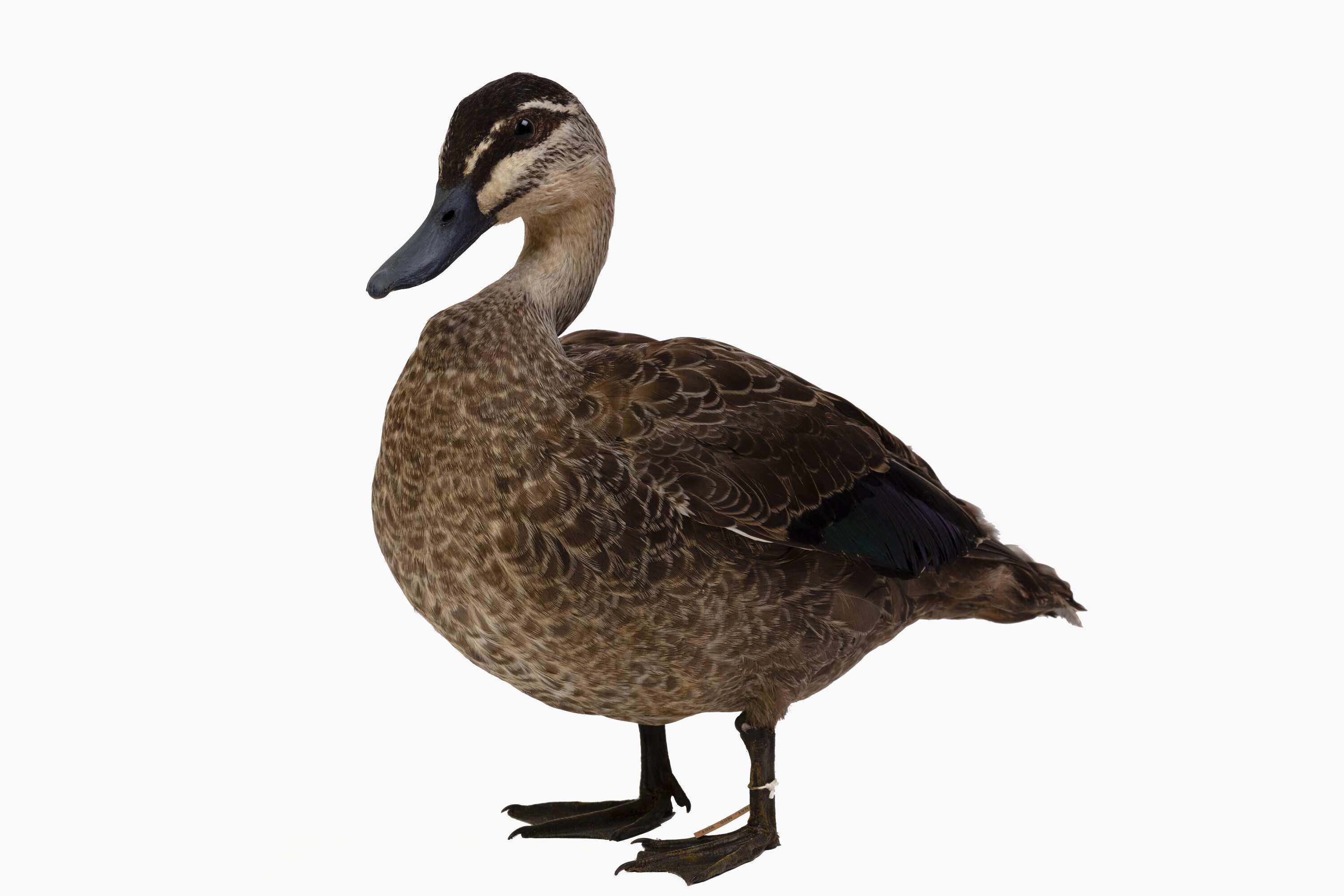 Research Focus, Victorian Birds - Pacific Black Duck, Anas superciliosa  rogersi