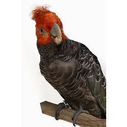 Parrot specimen with dark feathers and bright red head.