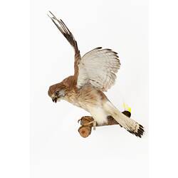 Mounted bird of prey specimen with brown and white feathers, wings outstretched.