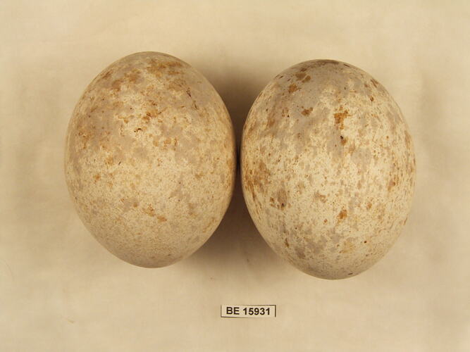 Two bird eggs with specimen label.