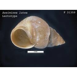 <em>Assiminea lutea</em>, snail.  Lectotype.  R.F. Geale Collection.  Registration no. F 31359.