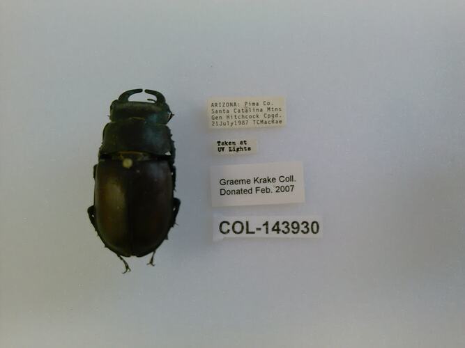Shiny black beetle specimen with large mandibles, pinned next to text labels.