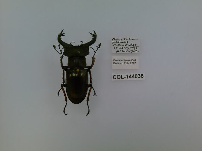 Shiny black beetle specimen with large mandibles, pinned next to text labels.