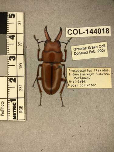 Shiny metallic brown beetle specimen with large mandibles, pinned next to text labels.