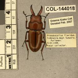 <em>Prosopocoilus flavidus</em> (Parry, 1862)