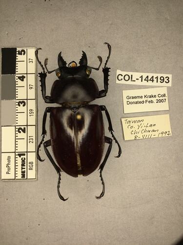 Dorsal view of pinned beetle specimen with labels.