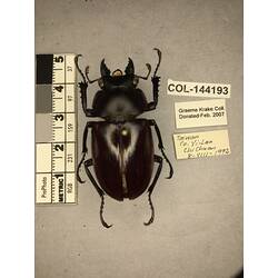 Dorsal view of pinned beetle specimen with labels.