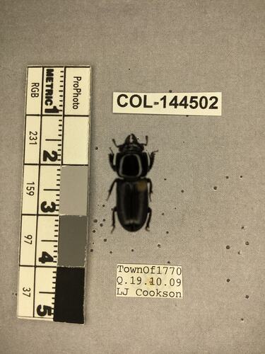 Dorsal view of pinned beetle specimen with labels.