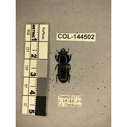 Dorsal view of pinned beetle specimen with labels.