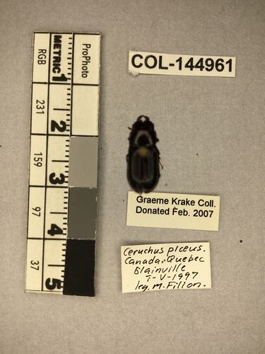 Shiny brown beetle specimen with large mandibles, pinned next to text labels.