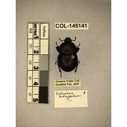 Dorsal view of pinned beetle specimen with labels.