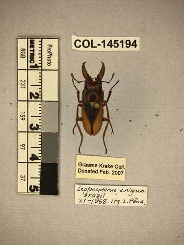 Shiny brown beetle specimen with large mandibles, pinned next to text labels.