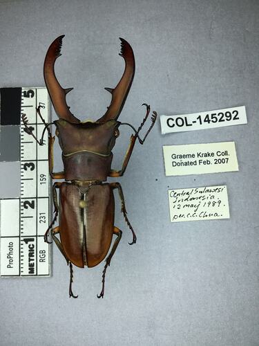 Shiny brown beetle specimen with large mandibles, pinned next to text labels.