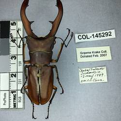 Shiny brown beetle specimen with large mandibles, pinned next to text labels.