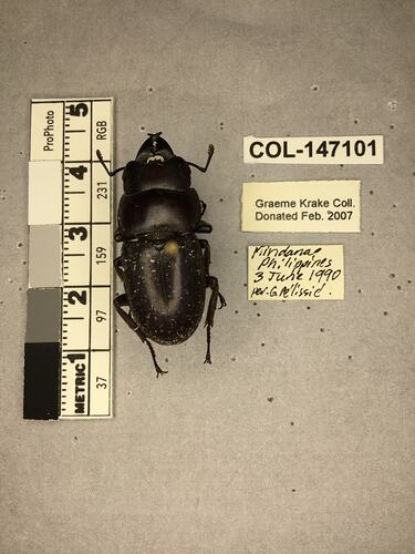 Shiny brown beetle specimen with large mandibles, pinned next to text labels.
