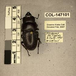 Shiny brown beetle specimen with large mandibles, pinned next to text labels.