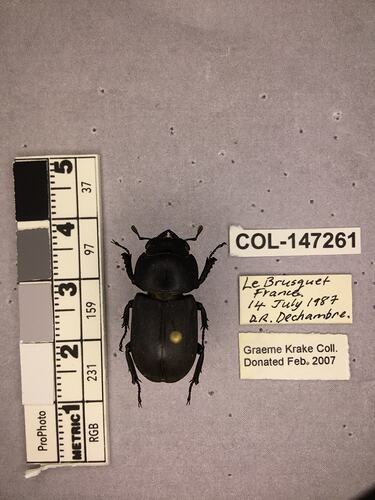 Shiny brown beetle specimen with large mandibles, pinned next to text labels.