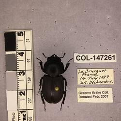 Shiny brown beetle specimen with large mandibles, pinned next to text labels.