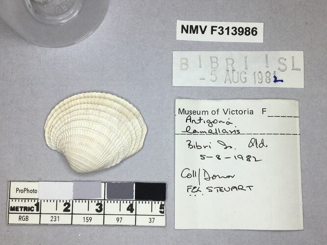 Dry Venus Clam shell beside labels.