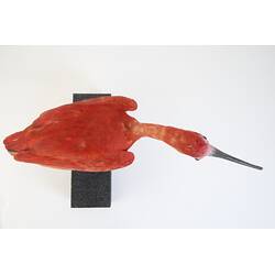 <em>Eudocimus ruber</em>, Scarlet Ibis. [B 33026]