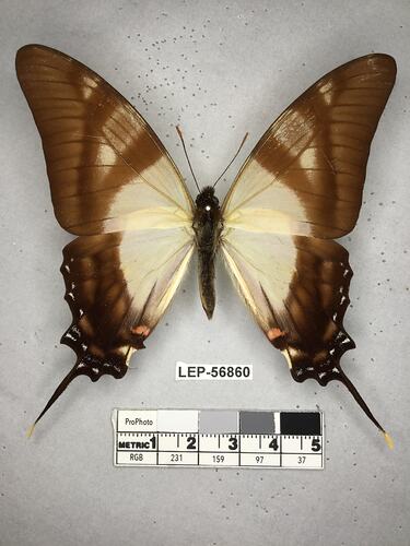 Pinned butterfly specimen beside label.