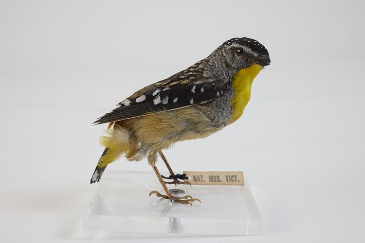 <em>Pardalotus punctatus</em>, Spotted Pardalote. [B 21620]