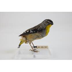 Our Wondrous Planet, Our Wild Family: Taxidermy Mount - Spotted Pardalote, <em>Pardalotus punctatus</em>
