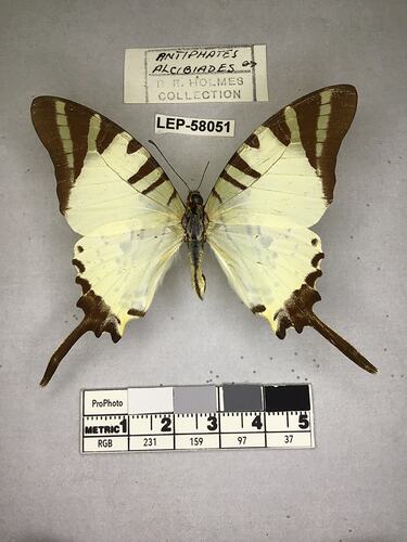 Pinned butterfly specimen beside label.