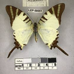 Pinned butterfly specimen beside label.