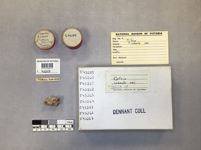 Dry stony coral specimen beside labels.