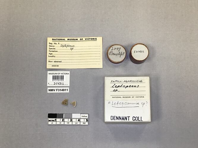 Dry stony coral specimen beside labels.