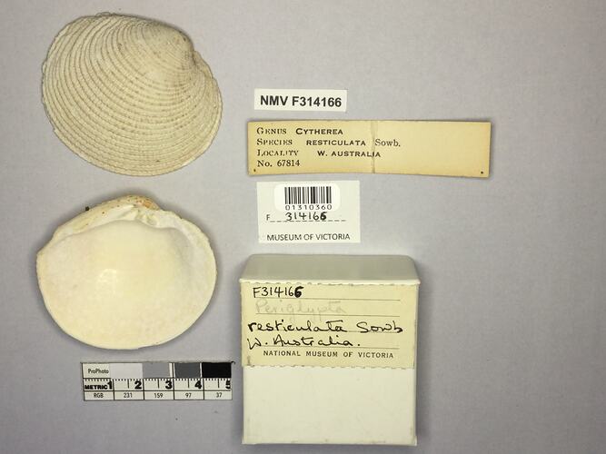 Dry Venus Clam shell beside labels.
