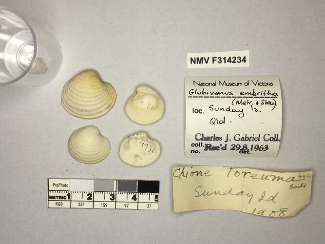 Dry Venus Clam shells beside labels.