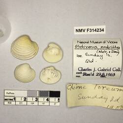 Dry Venus Clam shells beside labels.