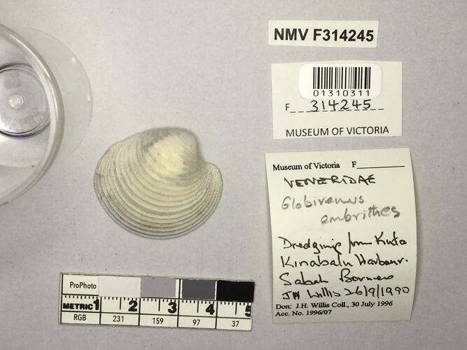 Dry Venus Clam shell beside labels.