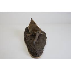<em>Desmana moschata</em>, Russian Desman. [C 30202]