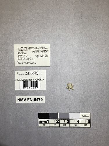 Dry stony coral specimen beside labels.