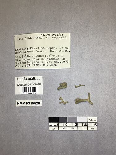 Dry stony coral specimens beside labels.